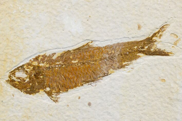 Detailed Fossil Fish (Knightia) - Wyoming #174662